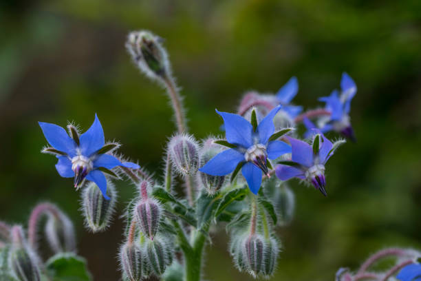 istock blue flowers of borago officinalis 2195300838