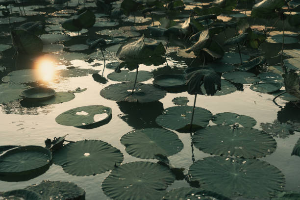 Lotus leaves in the pond