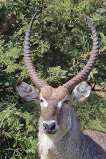 istock Wasserbock / Waterbuck / Kobus ellipsiprymnus 2195301109