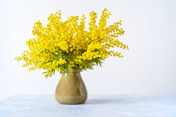 istock Vase with mimosa flowers on white background 2195301144