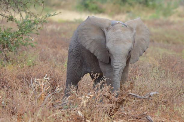 istock Afrikanischer Elefant / African elephant / Loxodonta africana 2195301191