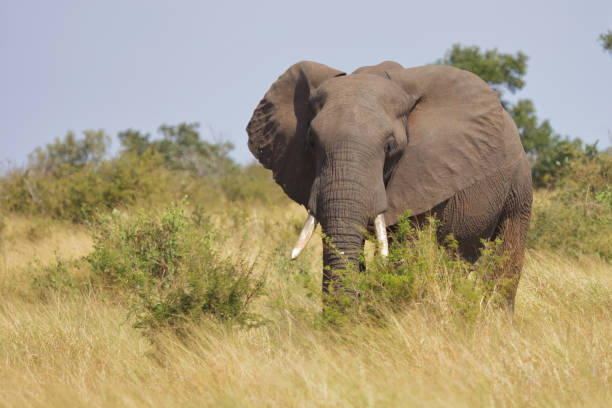 istock Afrikanischer Elefant / African elephant / Loxodonta africana 2195301400