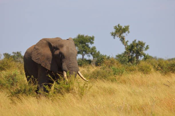 Afrikanischer Elefant / African elephant / Loxodonta africana