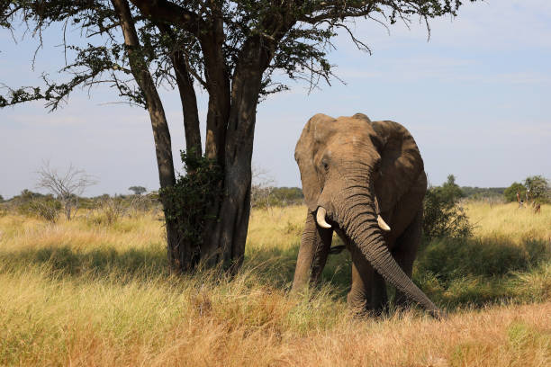 istock Afrikanischer Elefant / African elephant / Loxodonta africana 2195302072