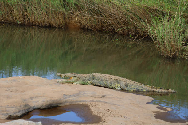 istock Nilkrokodil / Nile crocodile / Crocodylus niloticus 2195302074