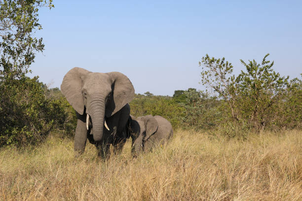 Afrikanischer Elefant / African elephant / Loxodonta africana