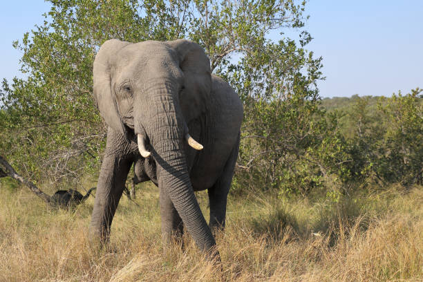 elephant eating at dusk in the savannah, south africa