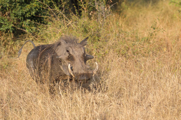 Warzenschwein / Warthog / Phacochoerus africanus