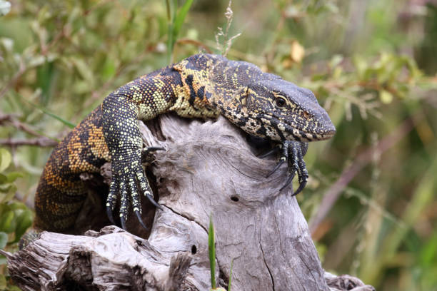 istock Nilwaran / Nile monitor / Varanus niloticus 2195304230