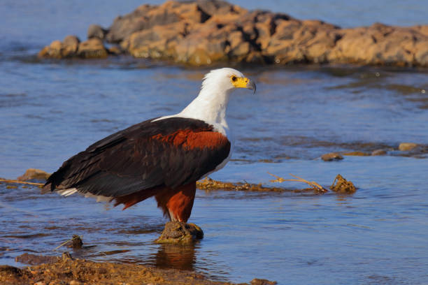 Afrikanischer Schreiseeadler / African fish-eagle / Haliaeetus vocifer