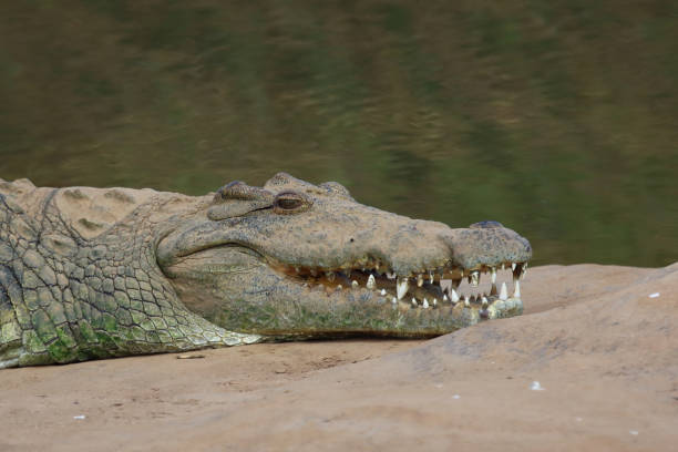 istock Nilkrokodil / Nile crocodile / Crocodylus niloticus 2195304990