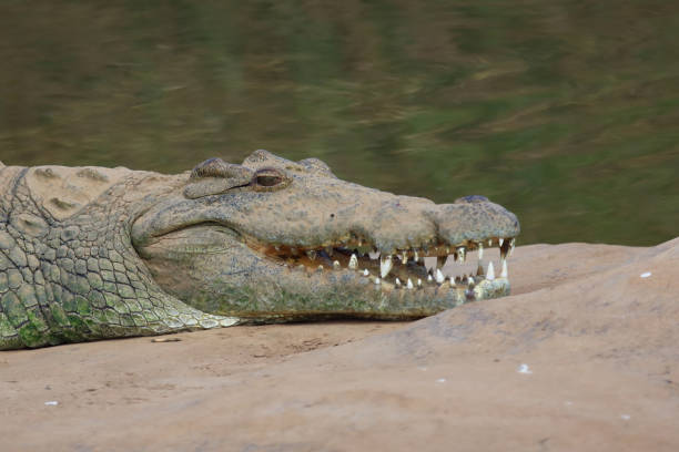 istock Nilkrokodil / Nile crocodile / Crocodylus niloticus 2195305012
