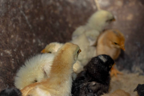 free range chicken chicks or Gallus gallus domesticus