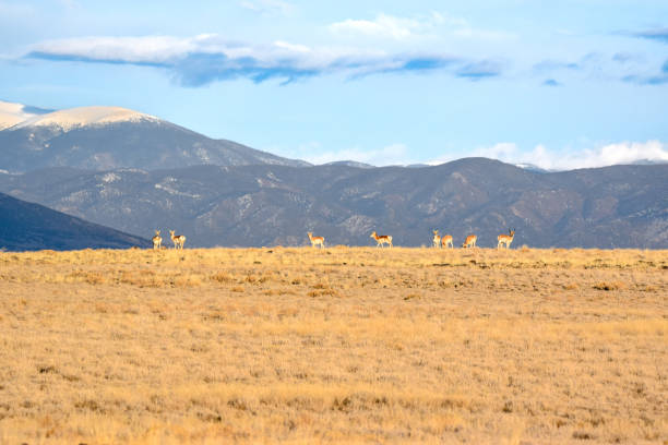 istock Pronghorn Herd in Mountains 2195306330