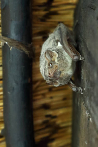 istock Mauritius-Grabfledermaus / Mauritian tomb bat / Taphozous mauritianus 2195306490