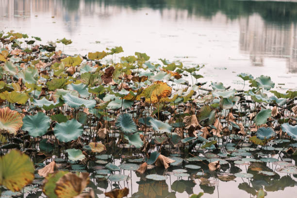 The lotus pond in the park