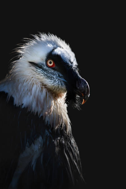 Close-up portrait bearded vulture (Gypaetus barbatus) in the dark, black matte background, dark mood, copy space, vertical