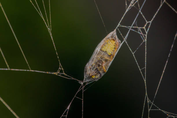 istock a trapped wasp in a cocoon of spider silk with a dark background 2195309345
