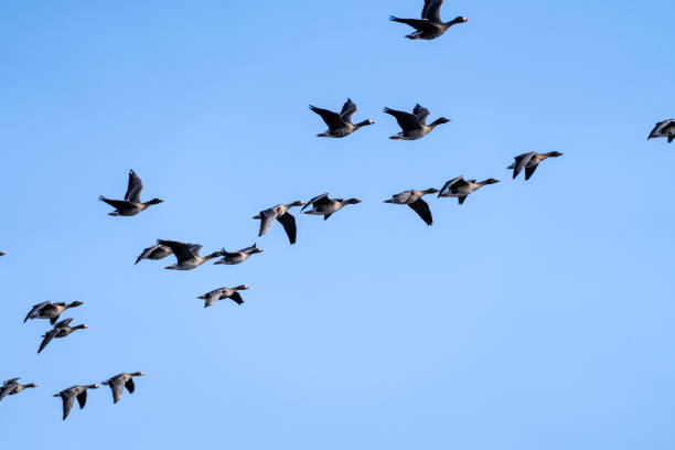 istock wild ducks flying in the blue sky 2195309435