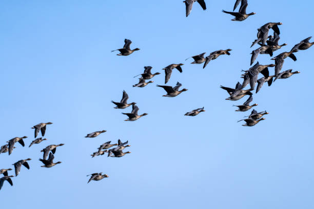 istock wild ducks flying in the blue sky 2195309441