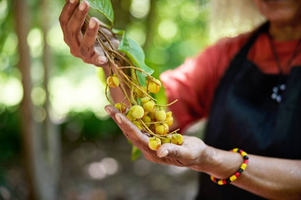 Sour but pleasant tasting indigenous fruit, high in vitamin C and eaten raw or used to make jams, chutneys, cordials, and sauces.