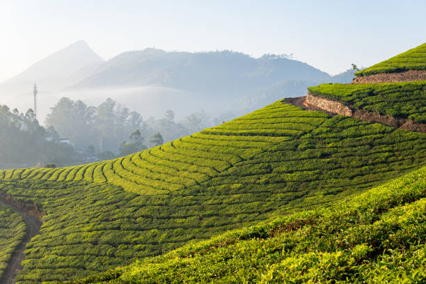 istock Panoramic view over Munnar tea plantations at sunrise in Kerala, India 2195310130