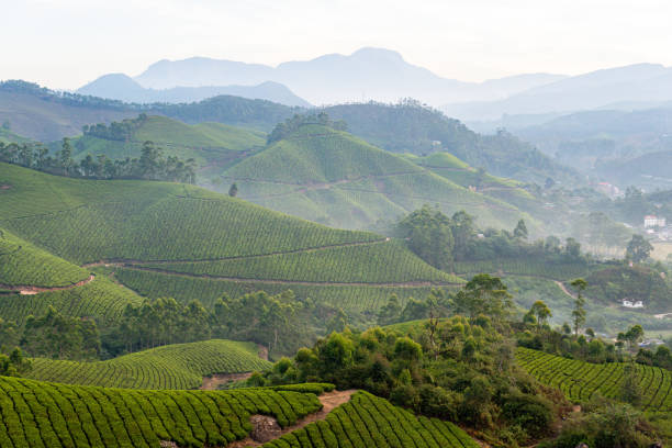 istock Panoramic view over Munnar tea plantations at sunrise in Kerala, India 2195310557