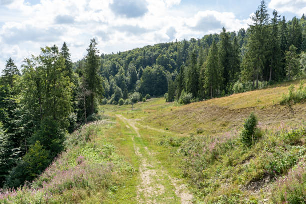 istock Green forest in the mountains Pine and deciduous trees Mixed forest in summer 2195311049