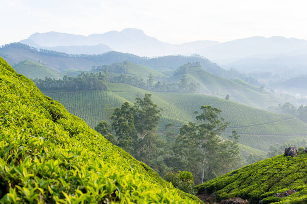 istock Panoramic view over Munnar tea plantations at sunrise in Kerala, India 2195311312