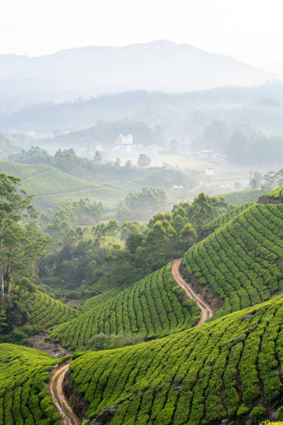 Panoramic view over Munnar tea plantations at sunrise in Kerala, India
