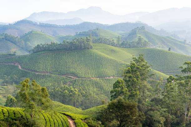 istock Panoramic view over Munnar tea plantations at sunrise in Kerala, India 2195311552