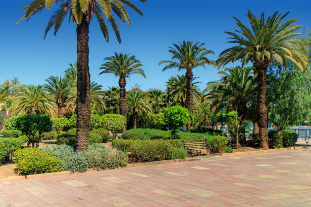 istock Morocco, Marrakesh - aerial view over Menara Garden. 2195311733