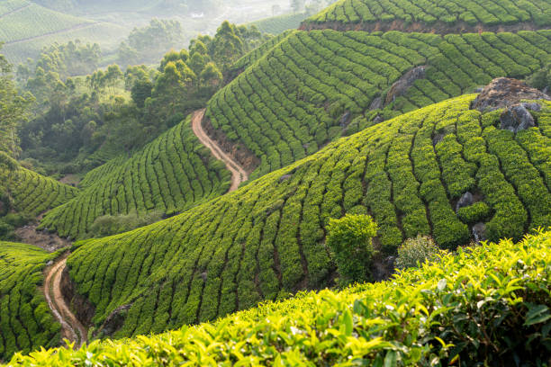 istock Panoramic view over Munnar tea plantations at sunrise in Kerala, India 2195311743