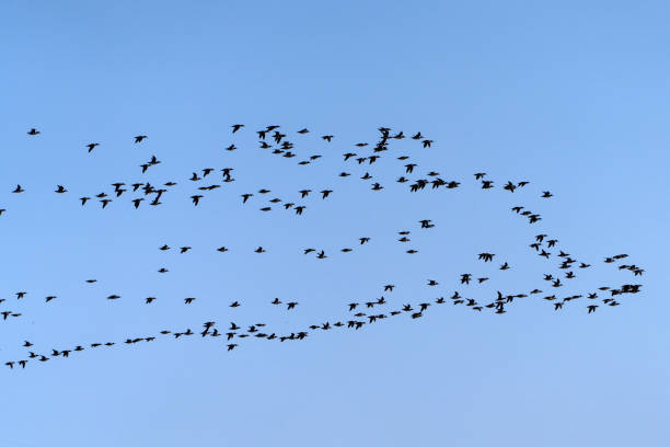 wildlife in winter
