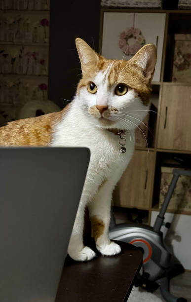 Red cat is standing next to an open laptop