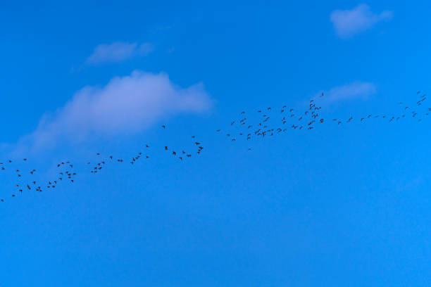 wildlife in winter