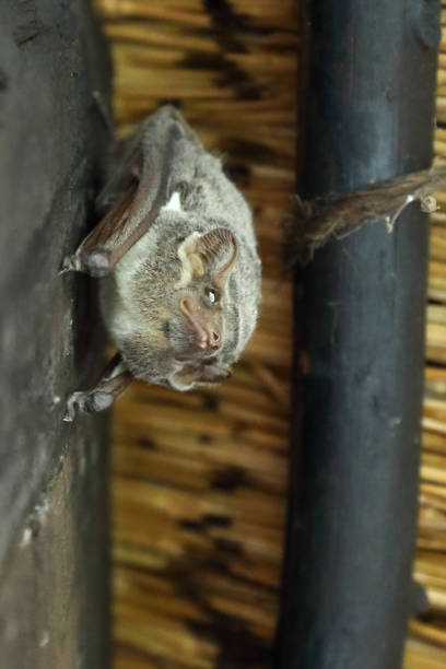 istock Mauritius-Grabfledermaus / Mauritian tomb bat / Taphozous mauritianus 2195314628