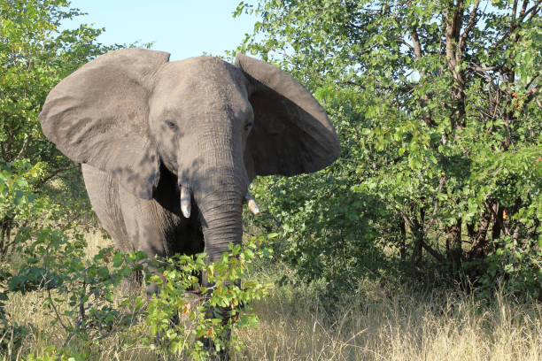 istock Afrikanischer Elefant / African elephant / Loxodonta africana 2195314736
