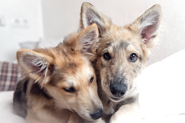 little wolf dogs in the field