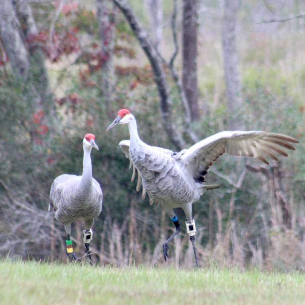 istock Crane birds walking, resting and feeding in a field during autumn migration 2195315861