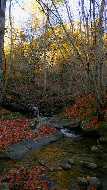 istock Autumn River, a golden forest 2195316079