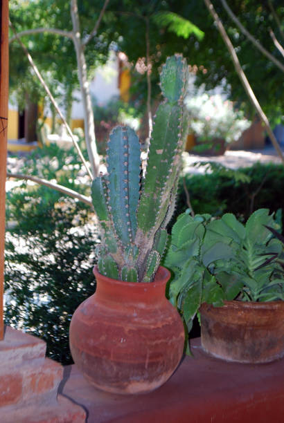 istock Cactus in Artisan Clay Pot – Minimalist Desert Charm 2195316620