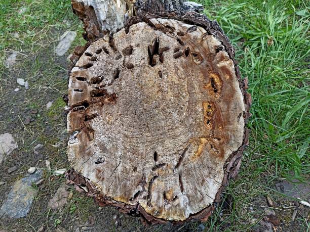 istock a cut tree trunk lying on the ground, eaten by bark beetles 2195317133