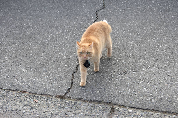 A ginger cat walks beside a crack on a paved street in Metro Vancouver.