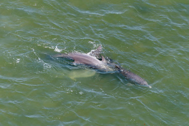 istock Porpoise 2195317442