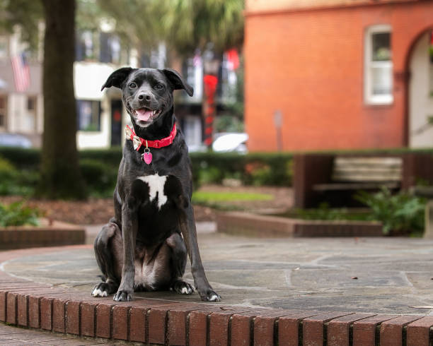 A dog poses outdoors, sitting in front of a natural landscape. The pet calm and peaceful demeanor blends with the surrounding nature, creating a serene portrait.