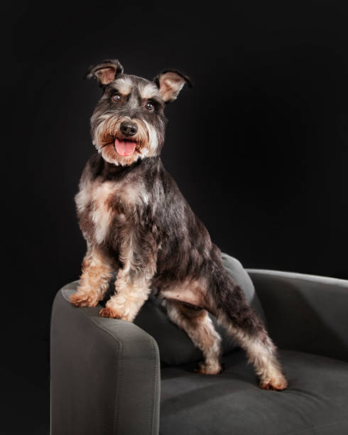 istock happy Schnauzer standing up on chair 2195319171