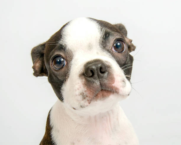 Boston terrier puppy with abnormally large eyes; Boston terrier puppy headshot with ears back looking curious; high key white isolated background
