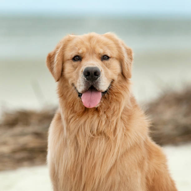 istock headshot of golden retriever 2195319328