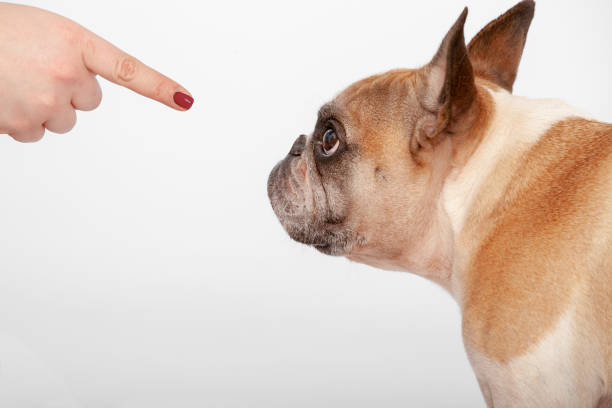 french bulldog on white high key background with human finger pointing at dog; profile of dog; dog lookign at human finger